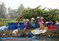Nông dân Cà Mau trúng mùa tôm càng xanh