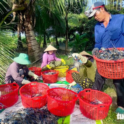 Nông dân Miệt Thứ cười tươi khi tôm càng xanh trúng mùa được giá