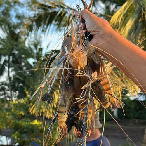 Tôm càng xanh trúng mùa, được giá