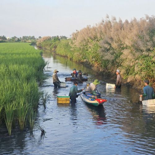 Nông dân Miệt Thứ, An Giang trúng đậm tôm càng xanh to bự nhờ mô hình nuôi trồng độc đáo