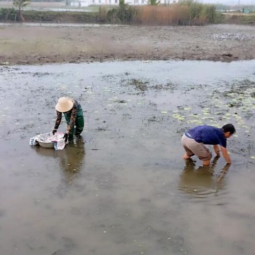 Nuôi tôm càng xanh xen lúa, lợi nhuận hơn 90 triệu đồng/ha
