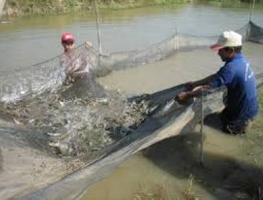 Để mô hình nuôi ghép cá rô phi vào ao tôm đạt hiệu quả cao