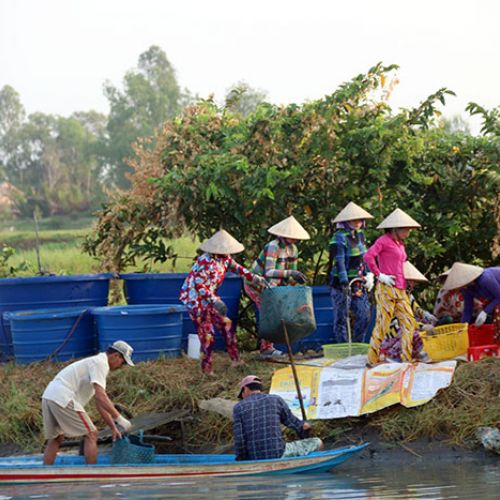 Nông dân Cà Mau trúng mùa tôm càng xanh